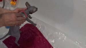 купание котенка/Сфинкс купается