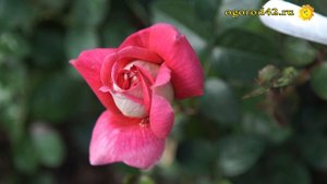 Какие условия нужны, чтобы розу выращивать на газоне