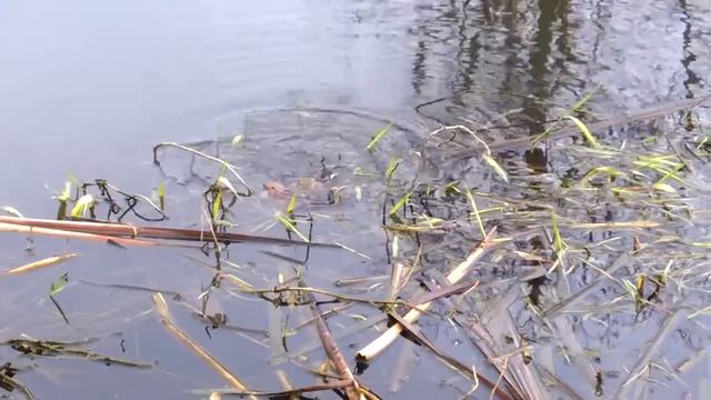 свадьба лягушек) смотреть онлайн