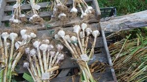 Озимый чеснок. Обзор моей коллекции сортов