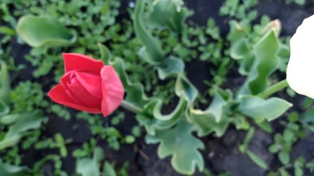 Жизнь тюльпанов после выгонки//Восстановление луковиц тюльпанов смотреть онлайн