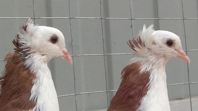 Продаются голуби шейки. возможна доставка в регионы. Звоните 8-989-129-80-55. смотреть онлайн