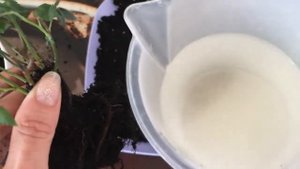 Комнатная роза: ищем проблему, пересадка и полив.