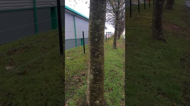 Grey alder (Alnus incana) - trunk - February 2018