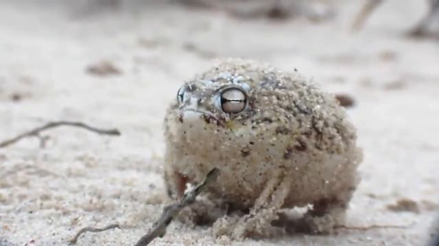 Дождевая лягушка смотреть онлайн