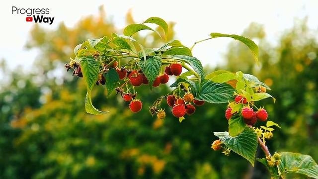 Капельный Полив Малины (Капельное Орошение)