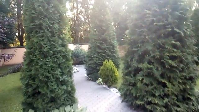 Пример формирующей обрезки взрослых туй смотреть онлайн