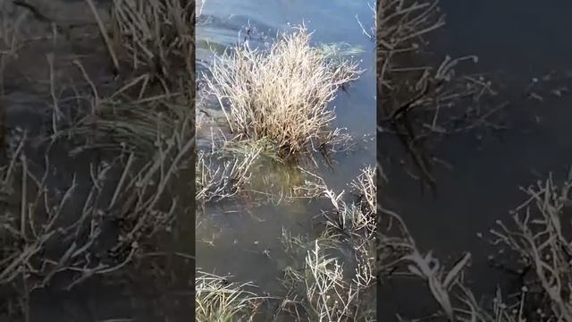Уртазым сазан нерест