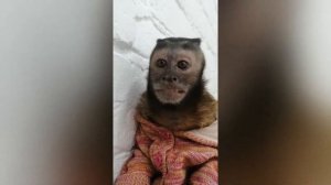 2020.01.23 Обезьяна капуцин Масяня. Как соблазнить мужчину. Мастер класс.