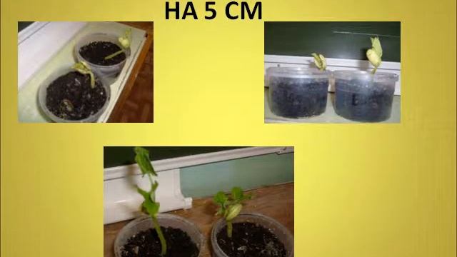 Презентация Фасоль