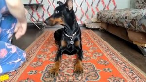 Как научить собаку скрещивать лапы