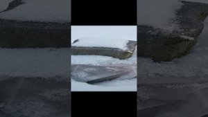 укрытия для роз.