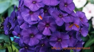 Флокс метельчатый Ники (phlox paniculata nicky) ? флокс Ники обзор: как сажать рассада флокса Ники
