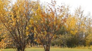 Листья золотые, падают, летят, листья золотые устилают сад