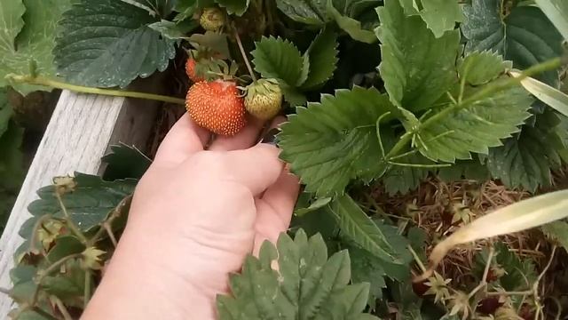 Клубника, земклуника. Купчиха- обман сплошь и рядом!!!! смотреть онлайн