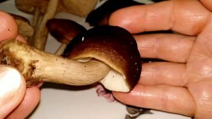 ПЛЮТЕЙ ОЛЕНИЙ.Pluteus cervinus.Описание, съедобность.