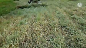 Сгребаем сено на мотоблоке Авангард 29.06.21г. с новесными граблями.