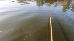 В КОНЦЕ ОКТЯБРЯ ПАУК РАДУЕТ УЛОВОМ! РЫБАЛКА НА ПАУК ПОЗДНЕЙ ОСЕНЬЮ! ЧАСТЬ 1!