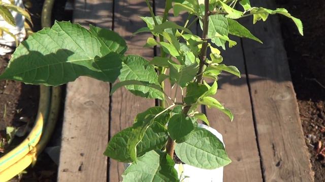 Садовый питомник Садоград. Видеоновости Август 2017. смотреть онлайн