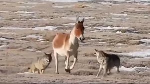 И не Лошадь, и не Осел, но Волку и Барсу даст копытом! КИАНГИ В ДЕЛЕ!