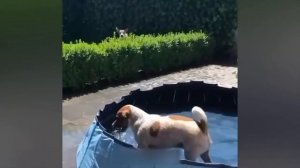 ПРИКОЛЫ С КОТАМИ! - Смешные коты С ОЗВУЧКОЙ! Самые смешные животные!