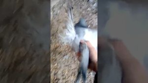 Голуби Буденновска старая порода