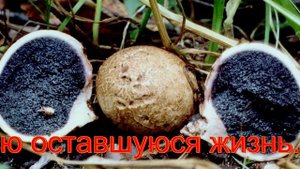 Грибной сезон. Ядовитые грибы.