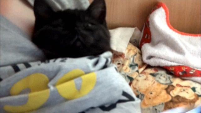 Как уложить спать котенка видео смотреть