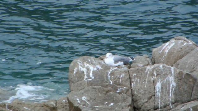 п-в Гамов остров томящегося сердца смотреть онлайн