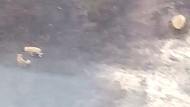 Коты или кошки дерутся , сегодня 19 марта часов 16:35 выложил 16:43 драки крови не было смотреть онлайн