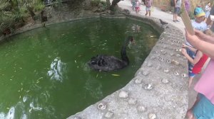 Ялтинский зоопарк "Сказка". Крым 2020