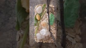 как ухаживать за божьей коровкой???