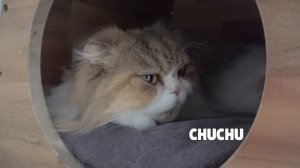 Annoying Little Kitten Keeps Bothering LuLu! | Kittisaurus