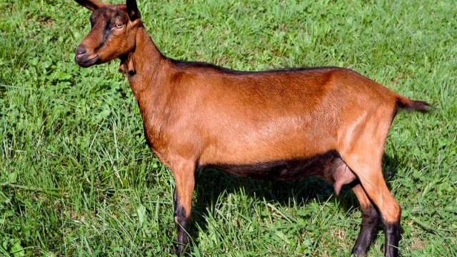Коза альпийская