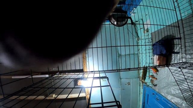 ВОЛЧОНОК САМА СНЯЛА КОНТЕНТ!!! В ролях Волчонок Луна) и ....)
