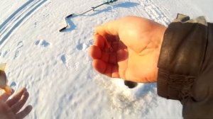 Ловля крупного окуня на балансир в январе