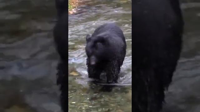 black bear bear.catching fish.rrrr.shorts.черный  медведь нести.ловит рыбу.рррр