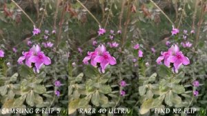 Samsung Galaxy Z Flip 5 VS Motorola Razr 40 Ultra VS Oppo Find N2 Flip Camera Test