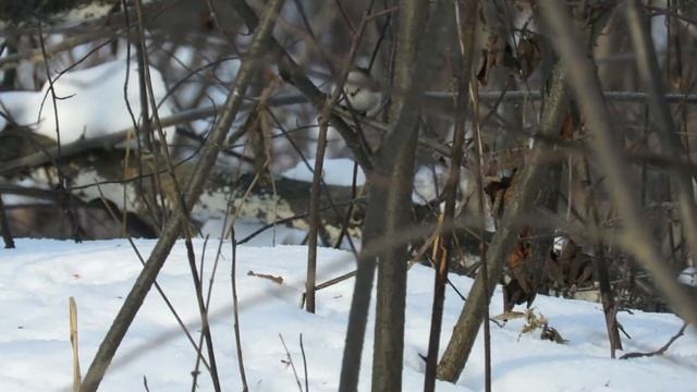 Длиннохвостая синица или ополовник, лесные птицы, Long tailed tomtit, forest birds