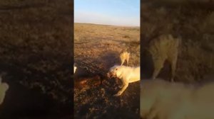 Собаки поймали кабана! Степной кабан