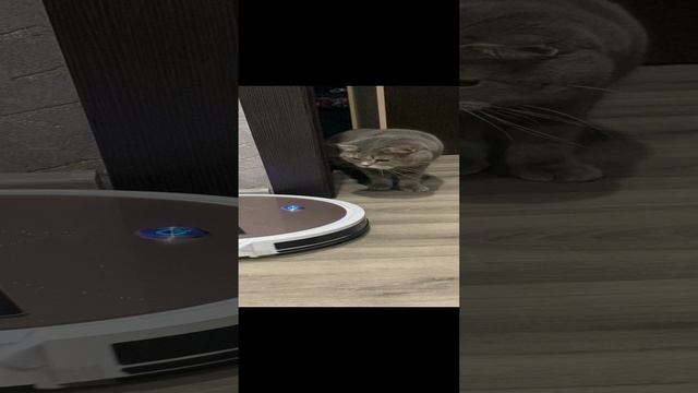 Пуша и робот-пылесос / Pusha and robot vacuum cleaner