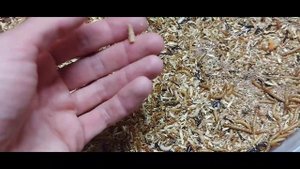 консервация мучного червя