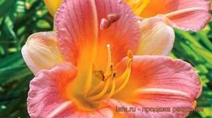 Лилейник гибридный Лонгфилдз Баттерфлай ? обзор: как сажать, рассада лилейника Лонгфилдз Баттерфлай