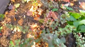 Укоренение в ноябре.