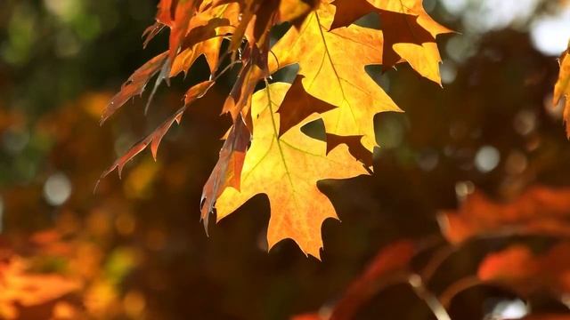 Нежный и элегантный ? Нежное осеннее утреннее фортепиано для более эффективного отдыха, работы смотреть онлайн