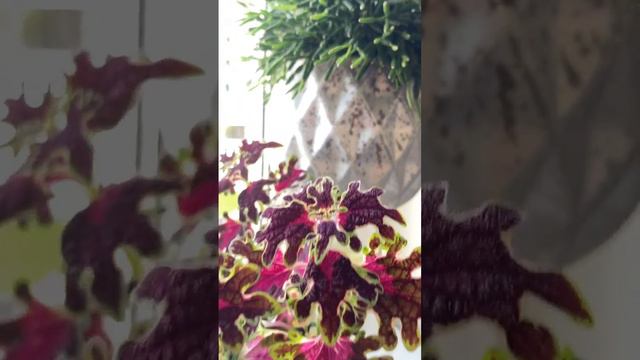 Контрасты на подоконнике колеус