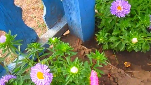 Астры начинают цвести смотреть онлайн