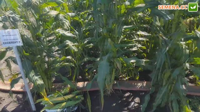 Екселент F1, Шамо F1, Хаммер F1 Кукуруза (Lark Seeds) Культура в поле смотреть онлайн