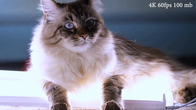 How CROP 4K 60fps FUJIFILM X-T3 смотреть онлайн