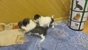 Маленькие собачки) Малыши-карандаши) маленькое чудо ЧИХУАХУА!!